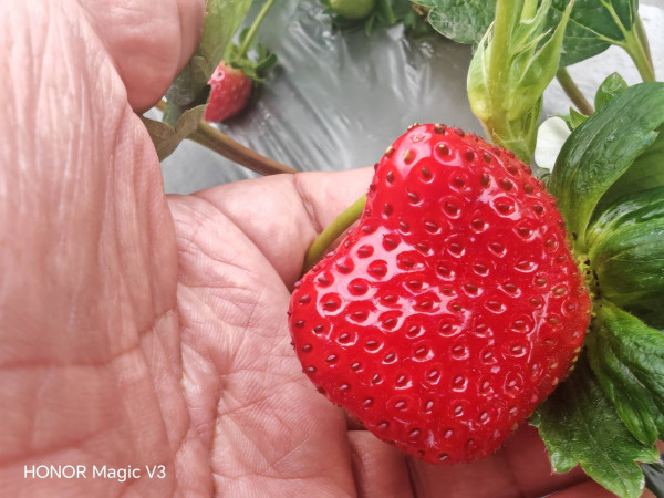 (圖片來源︰FB@朗屏士多啤梨葡萄園)