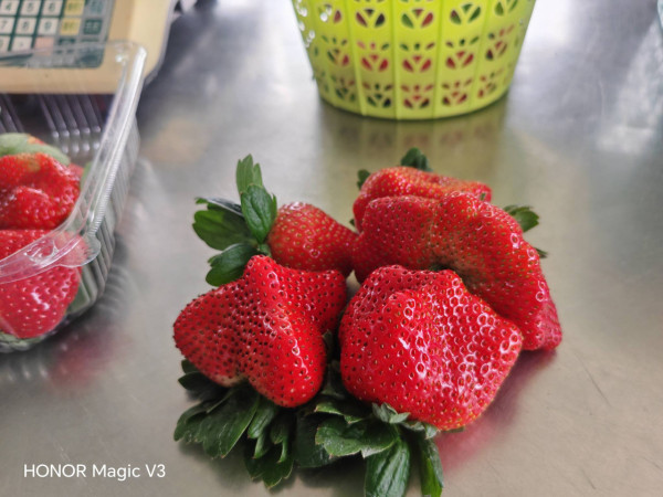 (圖片來源︰FB@朗屏士多啤梨葡萄園)