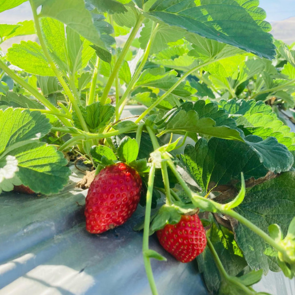 (圖片來源︰FB@大棠有機生態園Tai Tong Organic Ecopark)