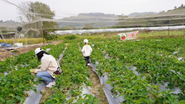 (圖片來源︰FB@大棠有機生態園Tai Tong Organic Ecopark)