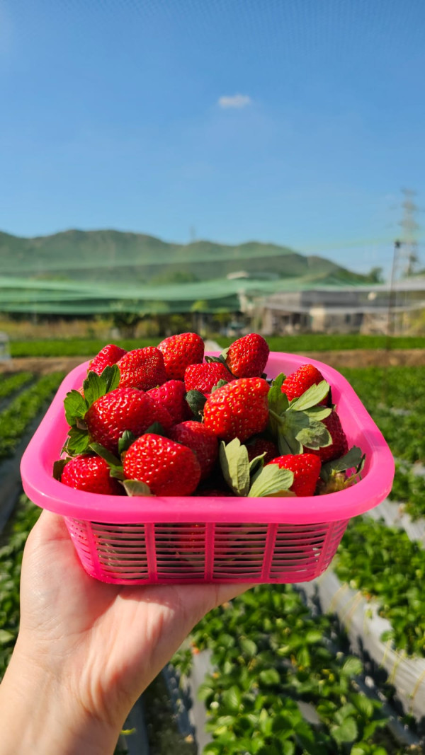 (圖片來源︰FB@大棠有機生態園Tai Tong Organic Ecopark)