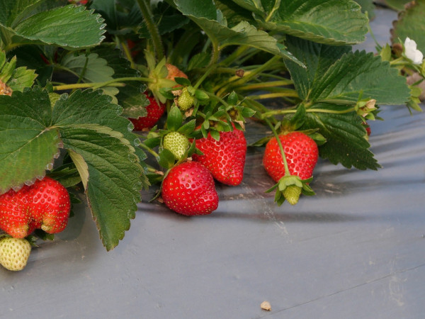 (圖片來源︰FB@大棠有機生態園Tai Tong Organic Ecopark)