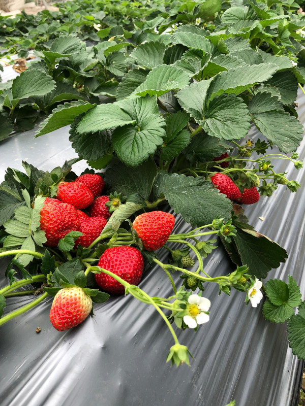 (圖片來源︰FB@大棠有機生態園Tai Tong Organic Ecopark)