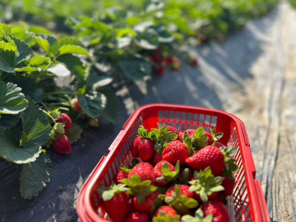 (圖片來源︰FB@羅氏士多啤梨園)