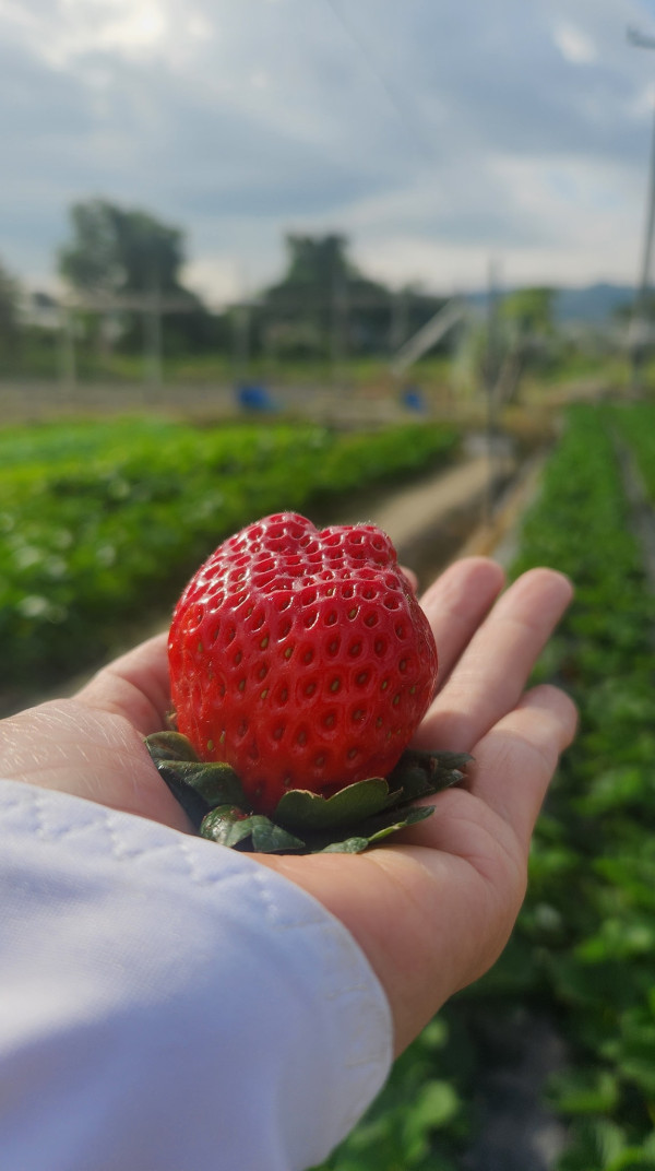 (圖片來源︰FB@羅氏士多啤梨園)