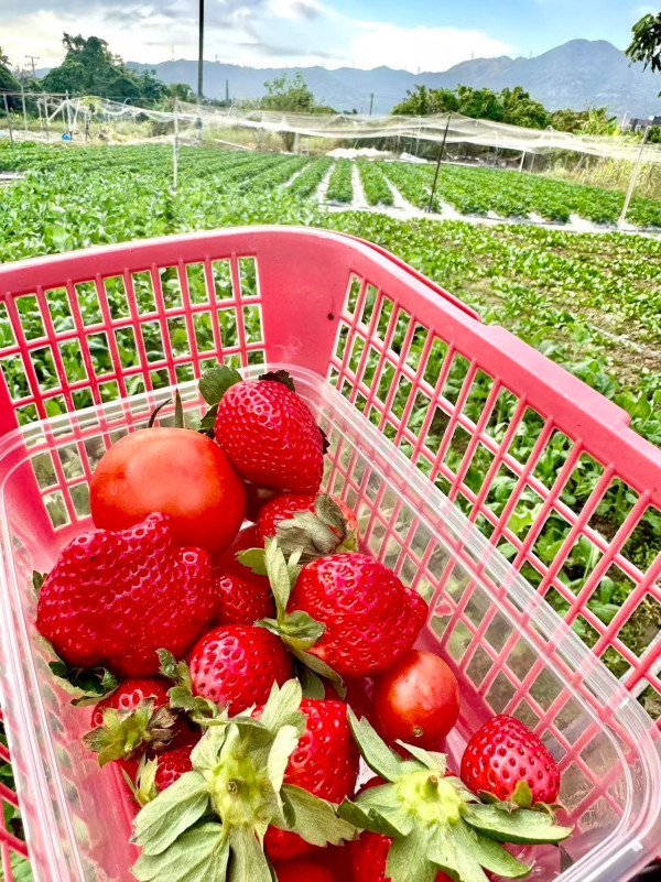 (圖片來源︰FB@羅氏士多啤梨園)