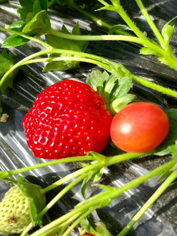 (圖片來源︰FB@羅氏士多啤梨園)