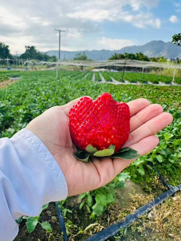 (圖片來源︰FB@羅氏士多啤梨園)