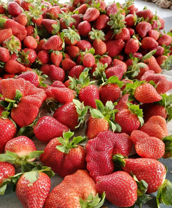 (圖片來源︰FB@羅氏士多啤梨園)