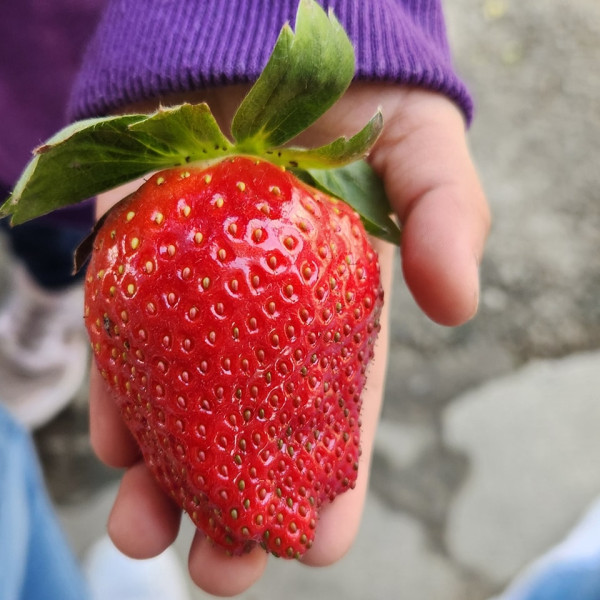 (圖片來源︰FB@羅氏士多啤梨園)