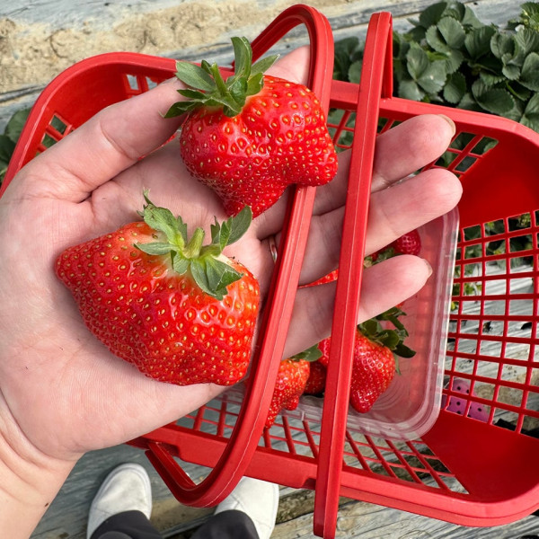 (圖片來源︰FB@羅氏士多啤梨園)