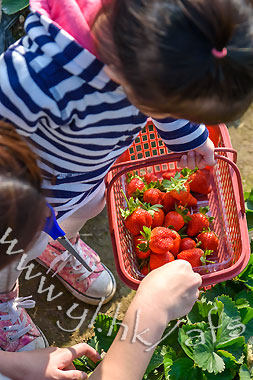 (圖片來源︰阿方士多啤梨園)