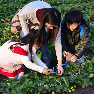 (圖片來源︰阿方士多啤梨園)