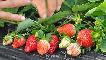 (圖片來源︰阿方士多啤梨園)