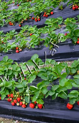 (圖片來源︰阿方士多啤梨園)