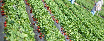 (圖片來源︰阿方士多啤梨園)