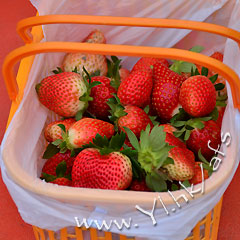 (圖片來源︰阿方士多啤梨園)