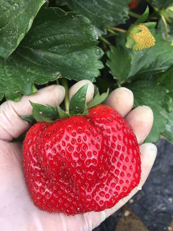 (圖片來源︰FB@老徐農莊 Tsui Farm)