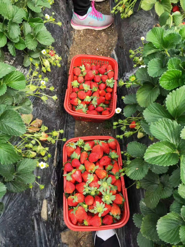 (圖片來源︰FB@老徐農莊 Tsui Farm)