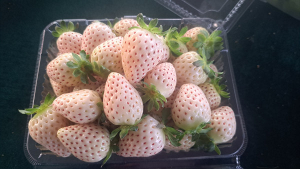 (圖片來源︰FB@老徐農莊 Tsui Farm)