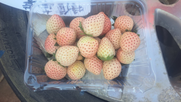 (圖片來源︰FB@老徐農莊 Tsui Farm)