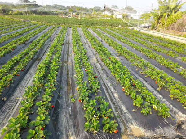 (圖片來源︰FB@老徐農莊 Tsui Farm)