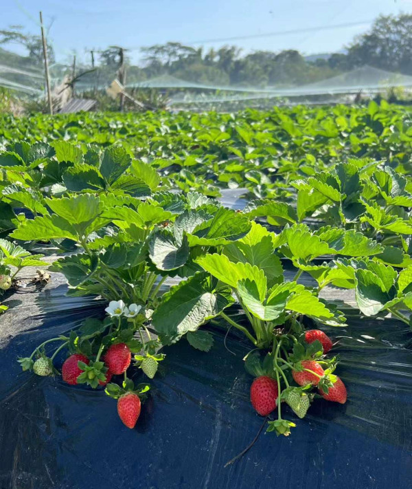 (圖片來源︰FB@老徐農莊 Tsui Farm)