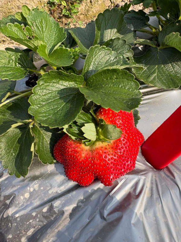 (圖片來源︰FB@鳳凰農場士多啤梨自摘園)