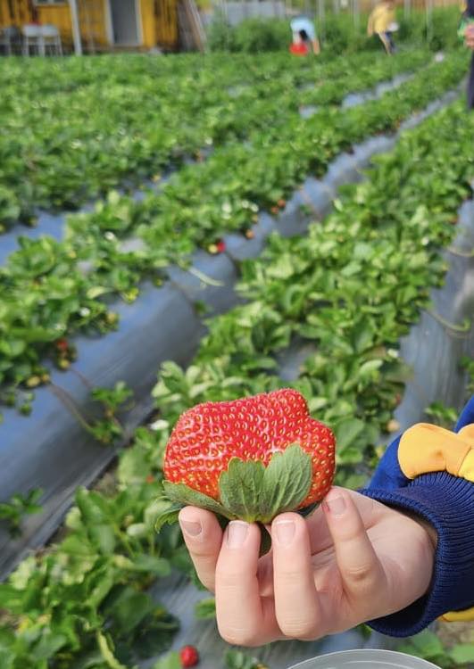 (圖片來源︰FB@鳳凰農場士多啤梨自摘園)