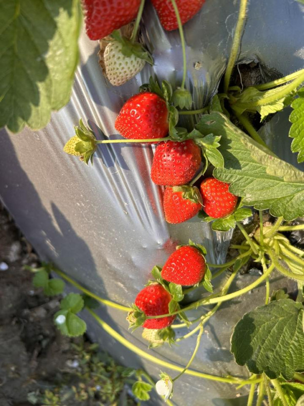 (圖片來源︰FB@鳳凰農場士多啤梨自摘園)