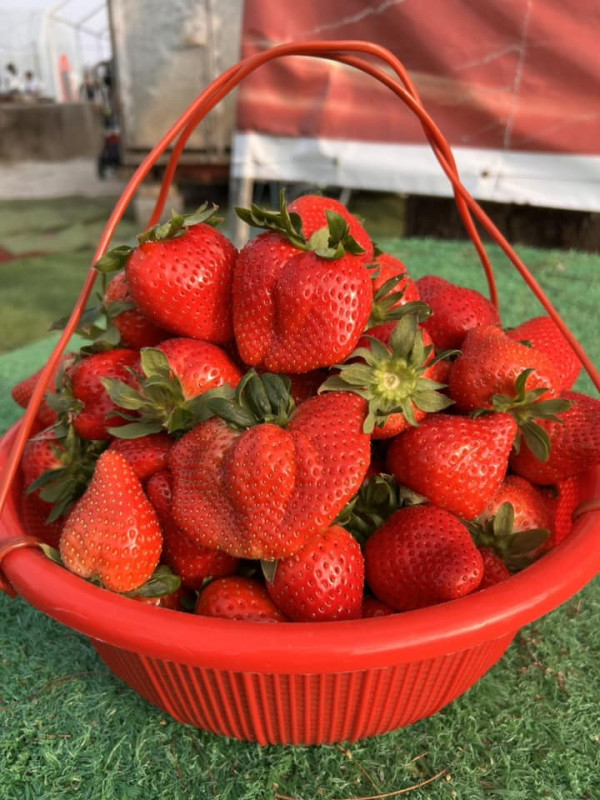 (圖片來源︰FB@鳳凰農場士多啤梨自摘園)