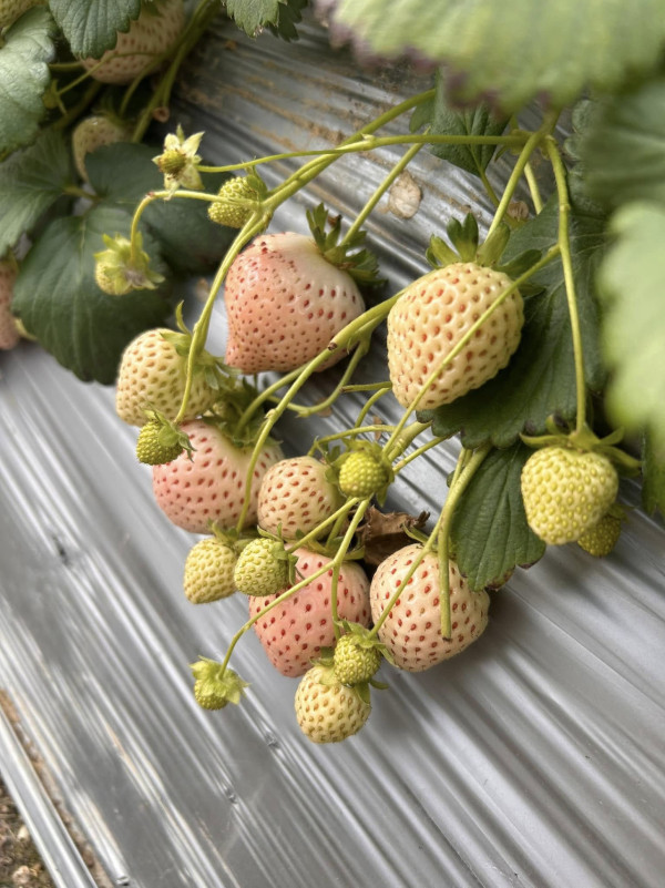 (圖片來源︰FB@鳳凰農場士多啤梨自摘園)