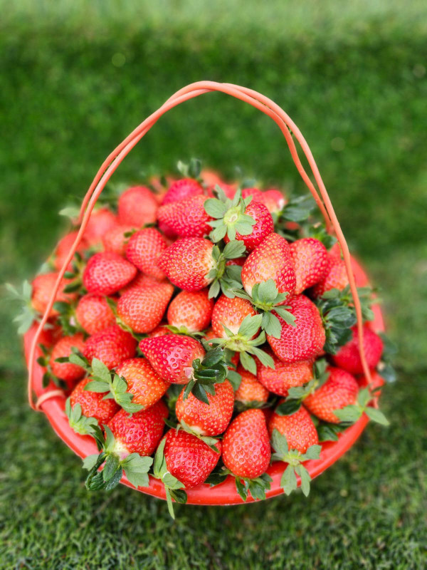 (圖片來源︰FB@鳳凰農場士多啤梨自摘園)