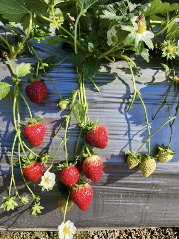 (圖片來源︰FB@鳳凰農場士多啤梨自摘園)