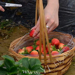 (圖片來源︰有機大王農莊士多啤梨園)