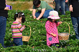(圖片來源︰有機大王農莊士多啤梨園)