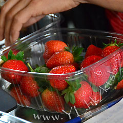 (圖片來源︰有機大王農莊士多啤梨園)