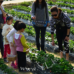 (圖片來源︰有機大王農莊士多啤梨園)