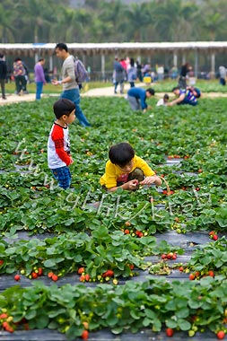 (圖片來源︰有機大王農莊士多啤梨園)