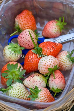 (圖片來源︰有機大王農莊士多啤梨園)