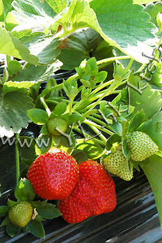 (圖片來源︰有機大王農莊士多啤梨園)