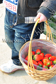 (圖片來源︰有機大王農莊士多啤梨園)