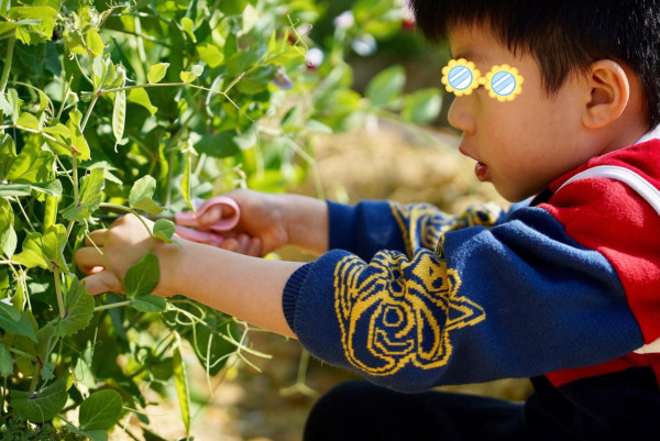 (圖片來源︰FB@忠泰農莊士多啤梨園)