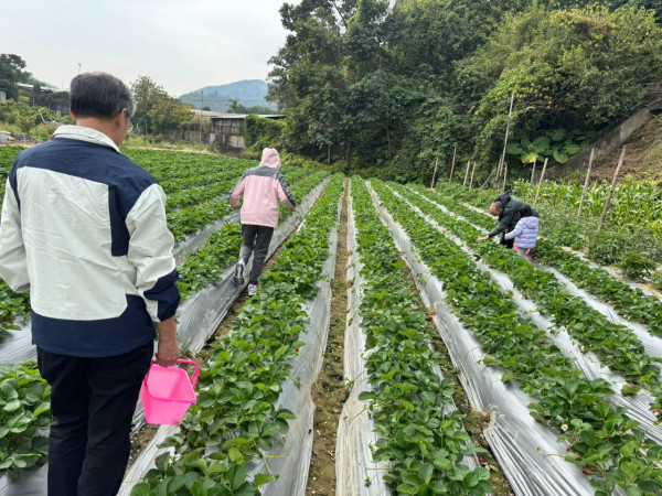 (圖片來源︰FB@忠泰農莊士多啤梨園)