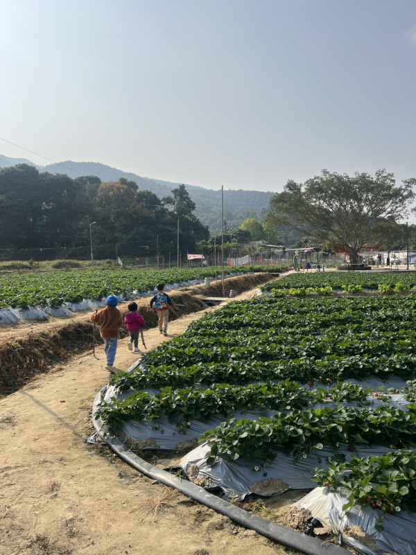 (圖片來源︰FB@忠泰農莊士多啤梨園)