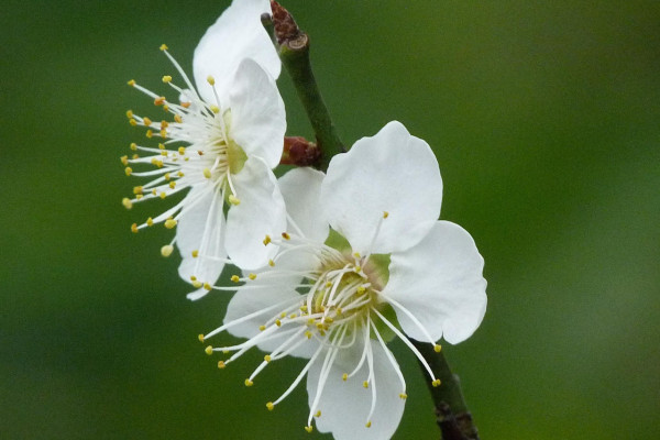 深圳賞花2026|5大賞梅熱點推介地鐵直達!市區最大梅林逾2000梅樹盛放