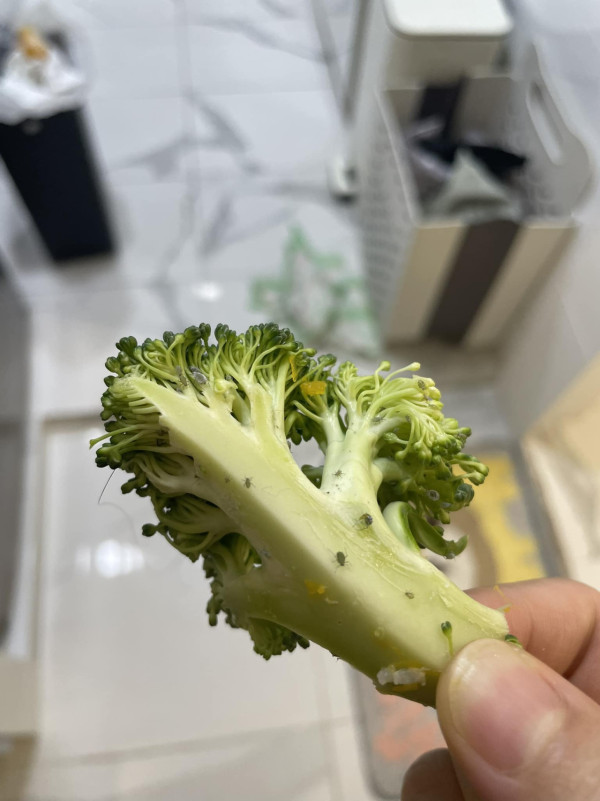 (圖片來源︰FB@香港滅蟲關注組)