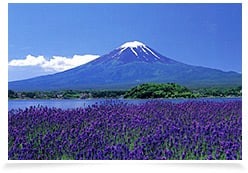 來源:山中湖観光協会 來源:山中湖観光協会