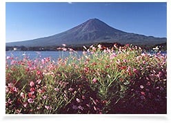 來源:山中湖観光協会 來源:山中湖観光協会