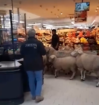 圖片來源：FB @osthessen-news.de